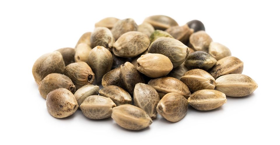 cannabis seeds affordable