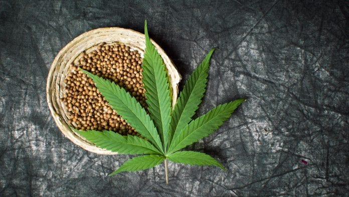 cannabis seeds